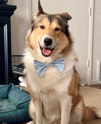 Dog with a bow
