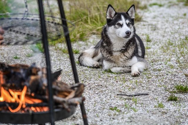 Dog, grilled, BBQ Image by <a href="https://pixabay.com/users/monicore-1499084/?utm_source=link-attribution&utm_medium=referral&utm_campaign=image&utm_content=2414362">Monika</a> from <a href="https://pixabay.com//?utm_source=link-attribution&utm_medium=referral&utm_campaign=image&utm_content=2414362">Pixabay</a>