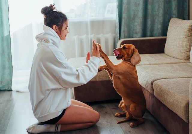 female-owner-playing-with-dog-at-home