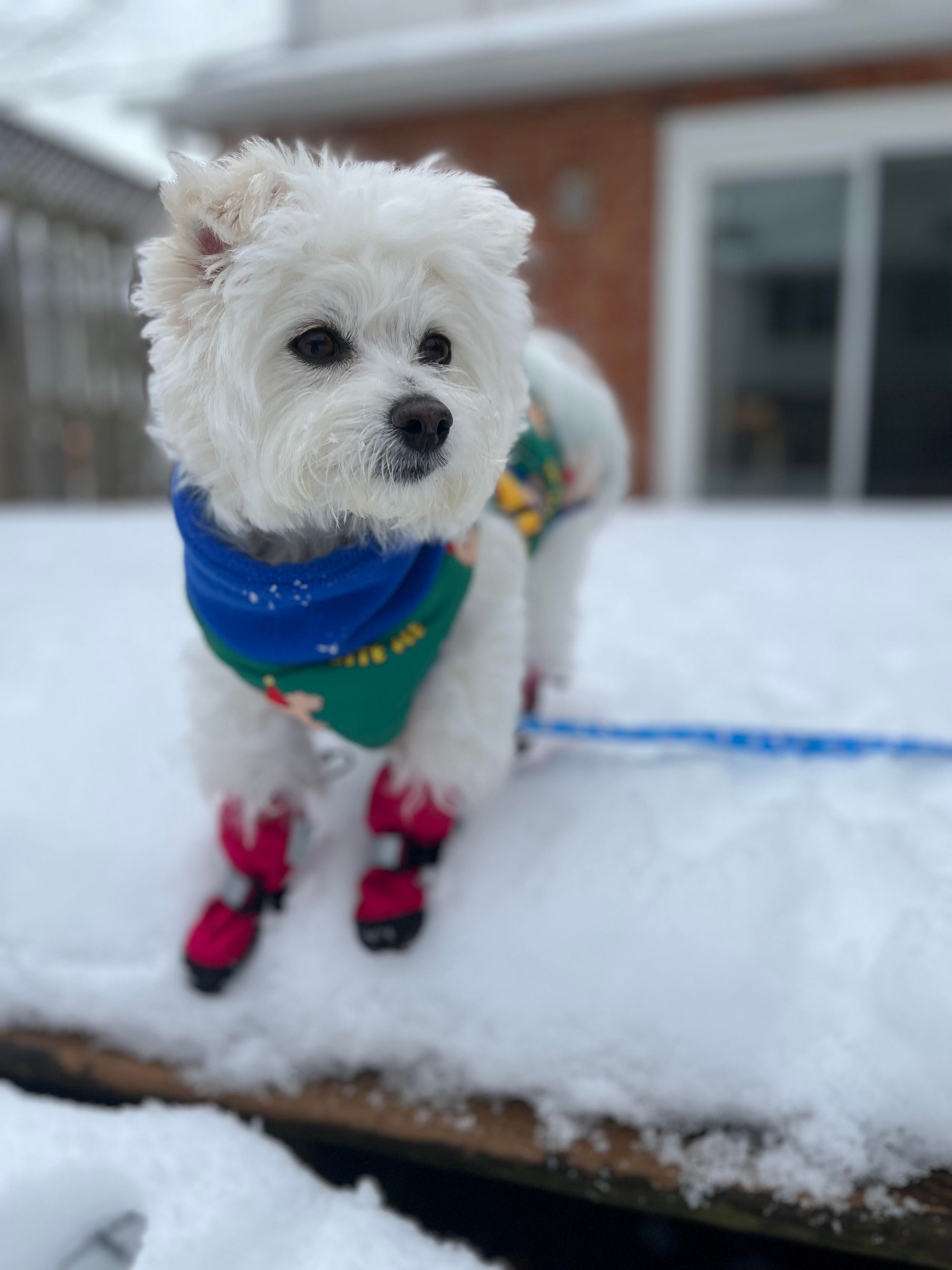 Dog in snow