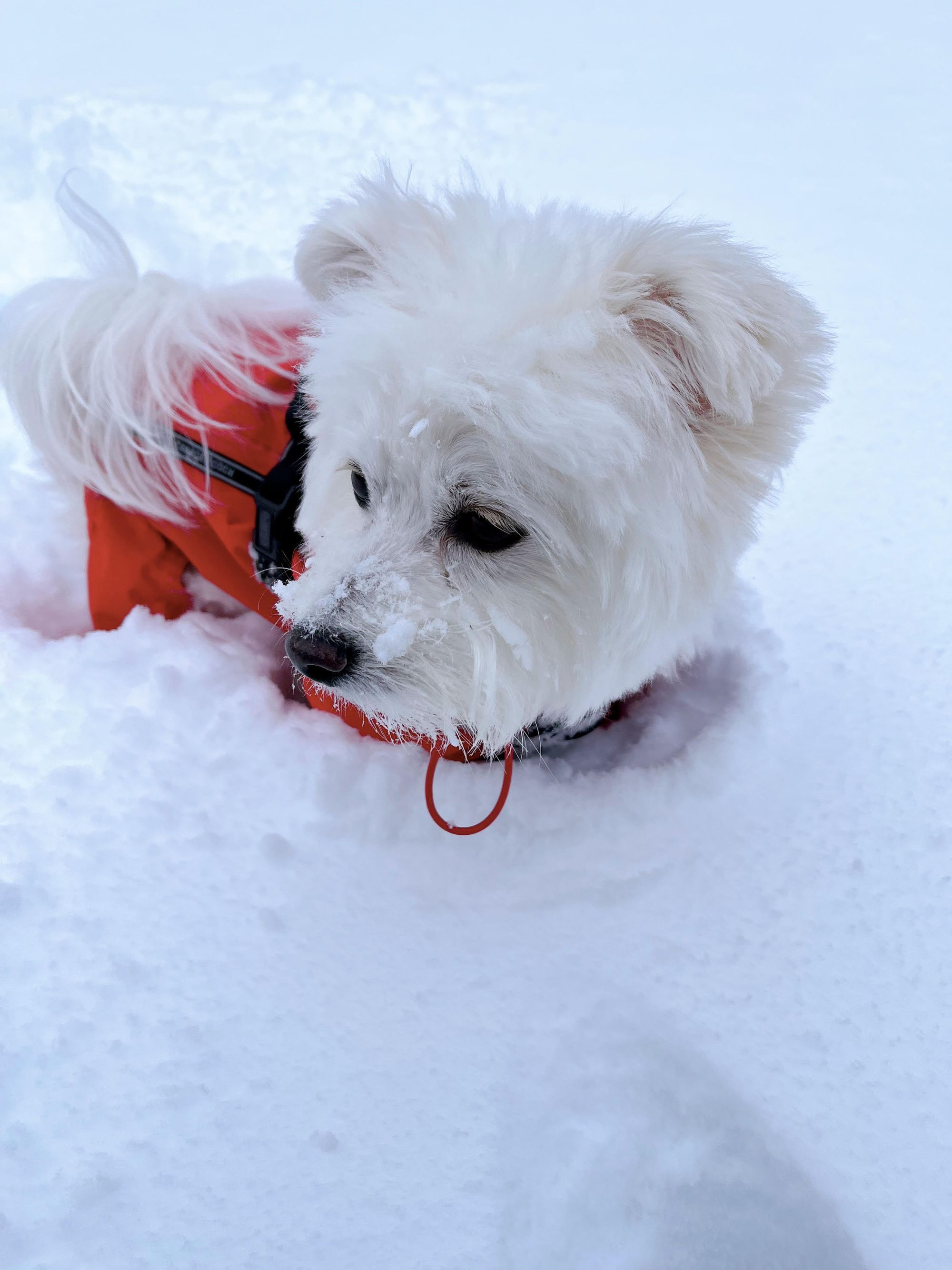 Bichon Dog in snow