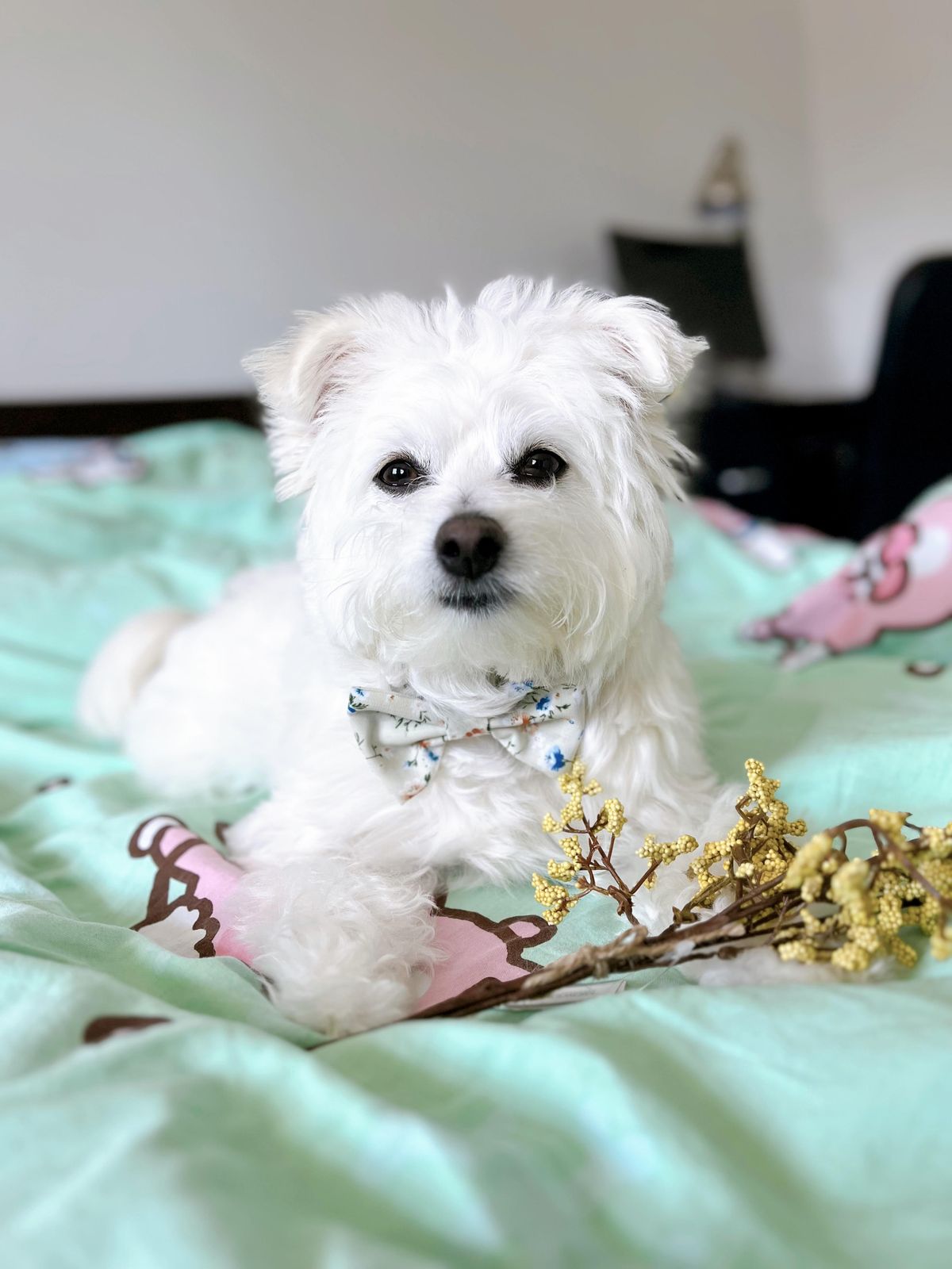 Miya- Enchanting and Most Loyal Pup