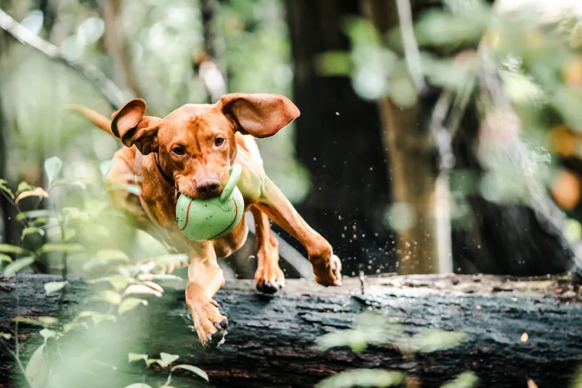 DIY Puzzle Toys to make your Dog Smarter